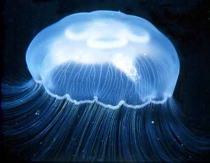 Аурелия-или-ушастая-медуза-Aurelia-aurita-L.