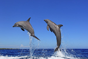 1-delfin-grosser-tuemmler-tier-und-naturfotografie-j-und-c-sohns