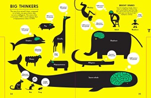 Brain size infographic